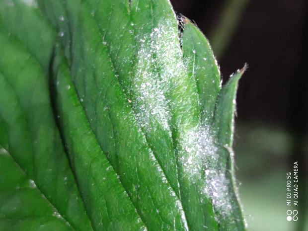 是不是什么虫子啊?