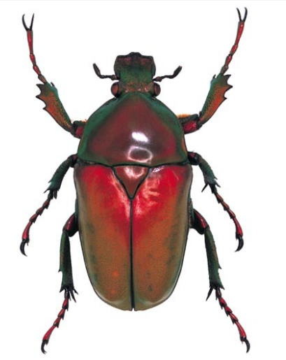 黄花金龟还叫什么