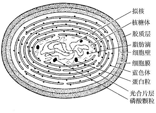 高中生物蓝藻细胞模式图里小黄圈是什么?