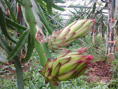 火龍果樹開花什麼樣的