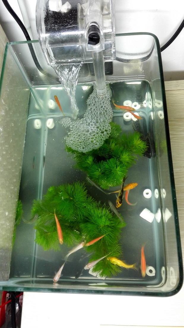 鱼缸里的布局是这样的,为什么天天都有小鱼死