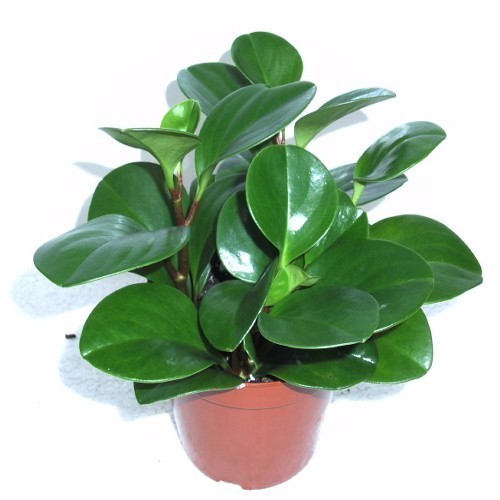 碧玉,又叫豆瓣绿,豆瓣草.为多年生草本植物.