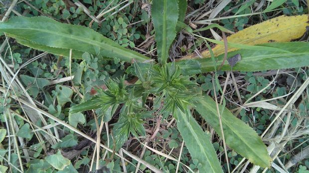 刺芫荽 name:eryngium foetidum 别名;:香信,假芫茜,洋芫荽 属:刺芹属