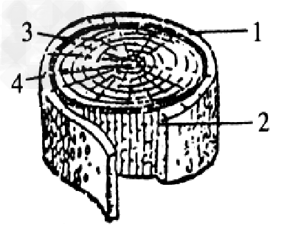 (2)图中的[2]叫___        ,它能够使植物的茎__       _.