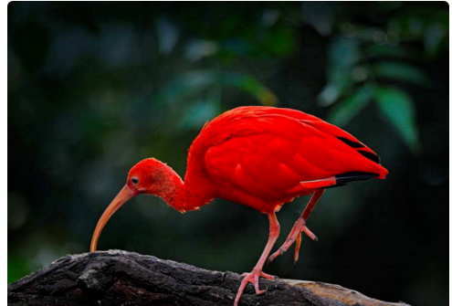 朱鹭和苍鹭是不是珍稀动物?