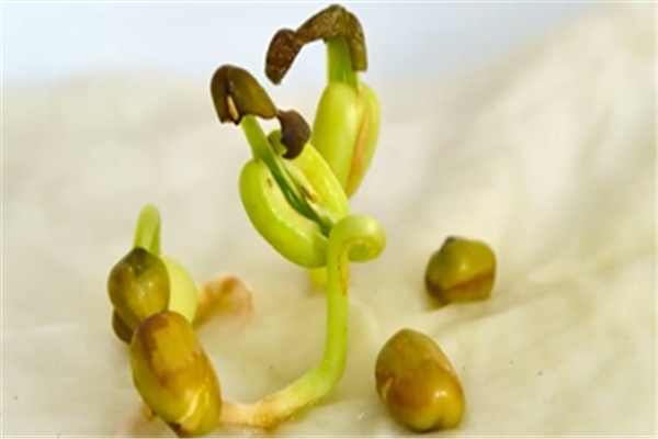 绿豆种子发芽过程,带图片