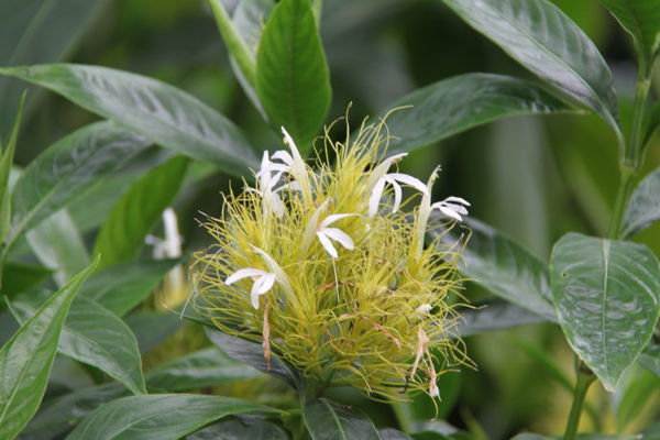 03 白金羽花 学    名:schaueria flavicoma 英文名:golden plume 科