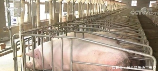 今年春节猪肉会多少钱一斤