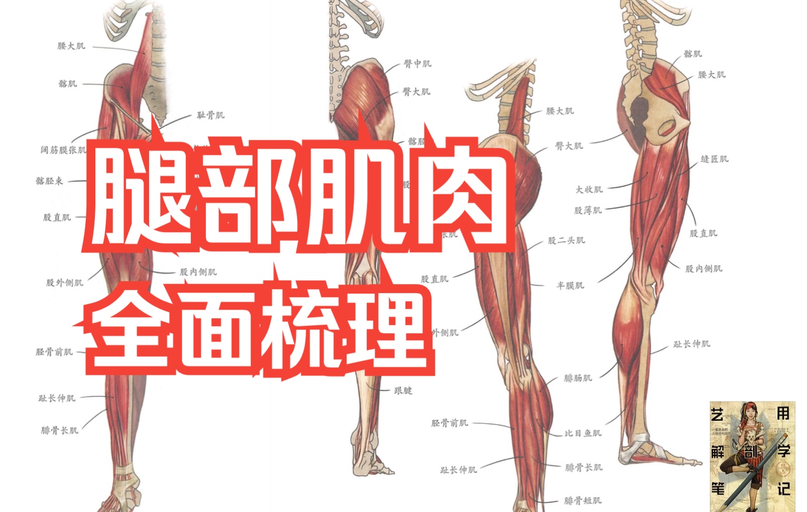 [图]【人体解剖/腿部肌肉】肌肉那么多当然要挑重点来记啦～