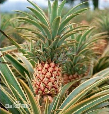 菠萝头能不能种出菠萝?