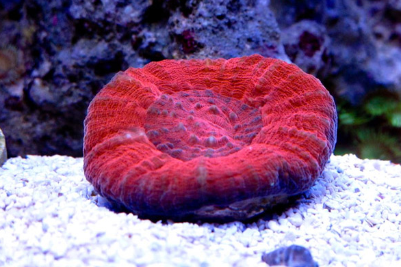 甜甜圈珊瑚跟八字脑的区别