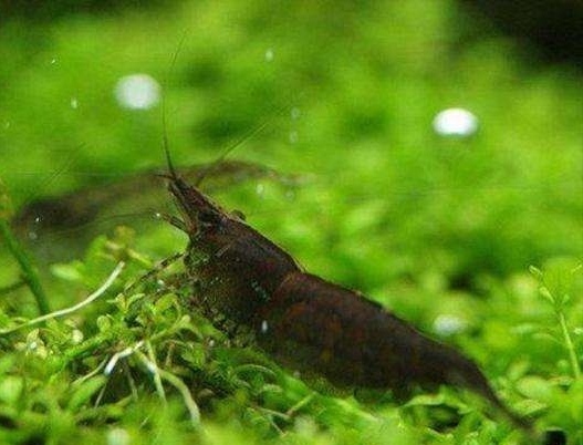 虾扒边吃青苔怎么办?