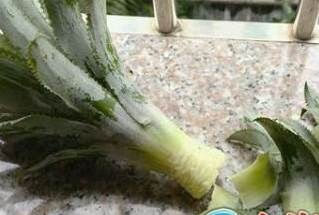 菠萝头水培能沾水吗 之前沾水种的那些都没活