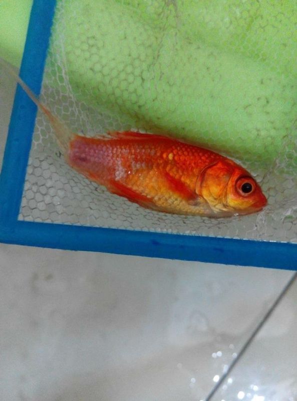 锦鲤烂尾巴是怎么回事!