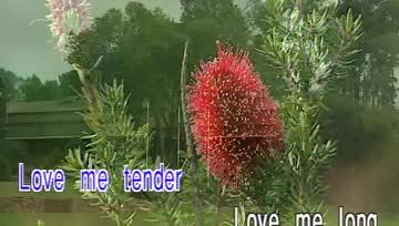 [图]love me tender