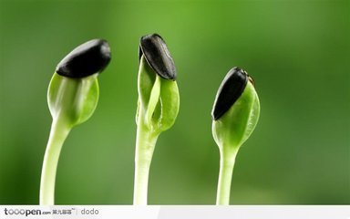 谜语:生根不落地,有叶不开花;街上有人卖,园里不