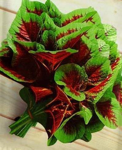 人汗菜的学名叫什么