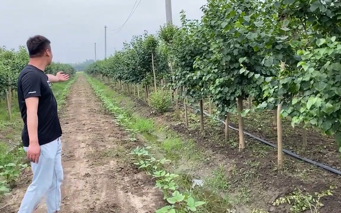 [图]丁香 观花小乔木 紫丁香白丁香植物 丛生单杆园林绿化常用经典苗木