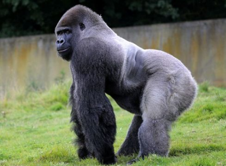 ape,chimpanzee 和 gorilla 有什么区别