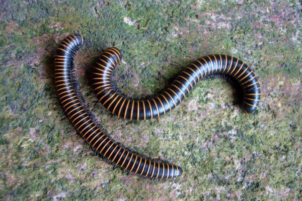 如果不是蜈蚣,就是马陆或者蚰蜒.