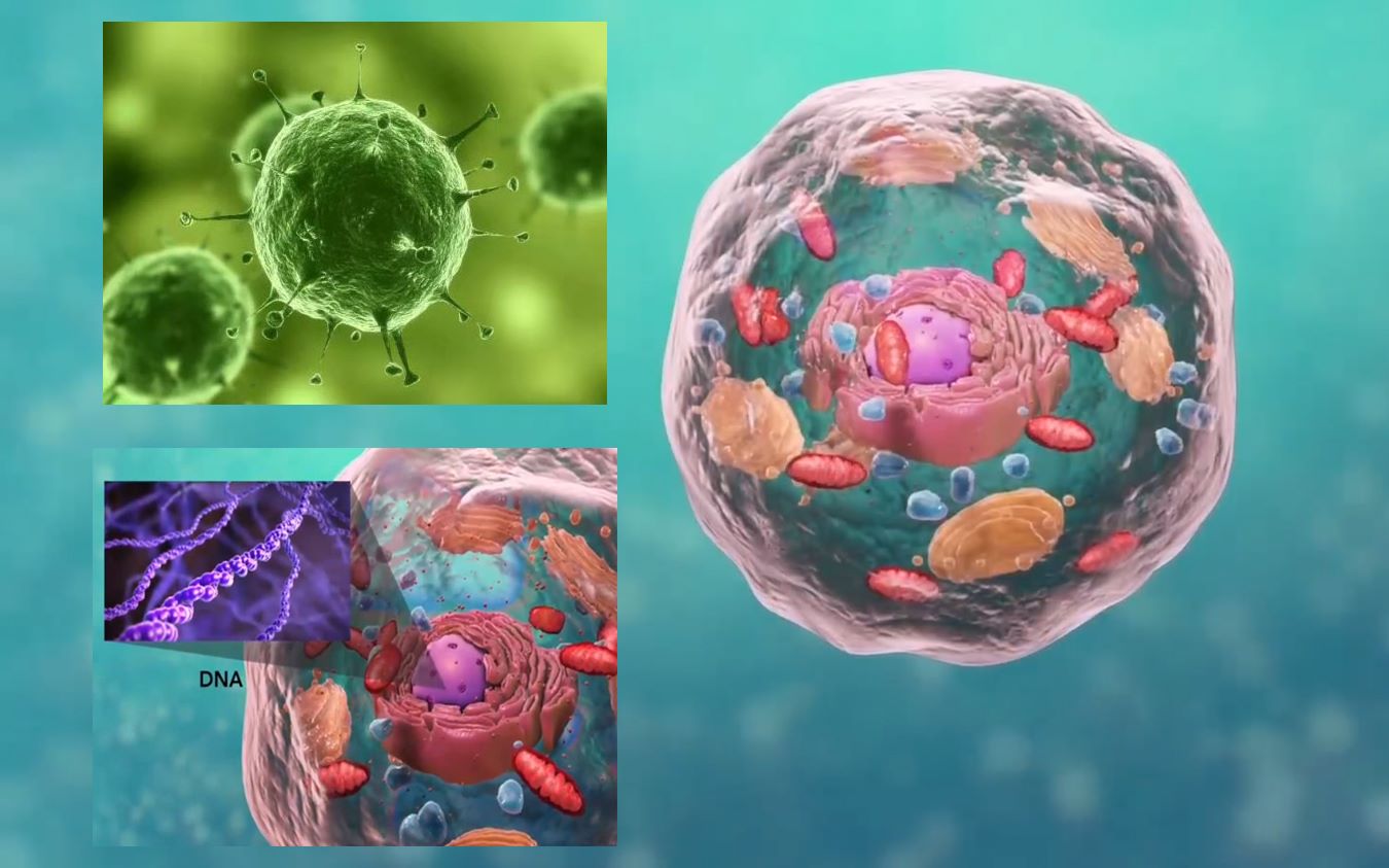 【生物 細胞】 細胞結構3d動畫教學之真 核細胞與 原核細胞