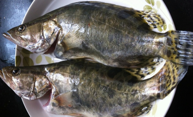 桂鱼花是什么部位?_360问答