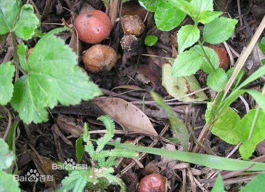 果实老家四川话叫小地瓜儿,很甜,经常有蚂蚁吃,一般果实在叶子下,红