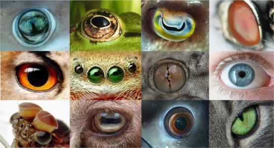 辨别色盲的动物图片