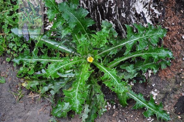 菊科 苦苣菜属  花叶滇苦菜