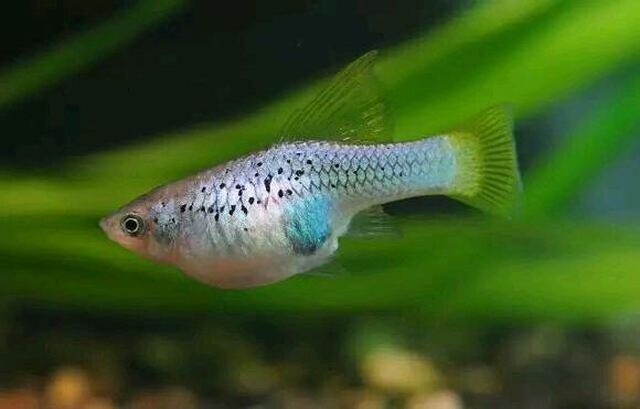 请问这是什么鱼,是胎生鱼还是卵生鱼呢?