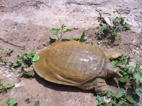 野生甲鱼怎样在家喂养?