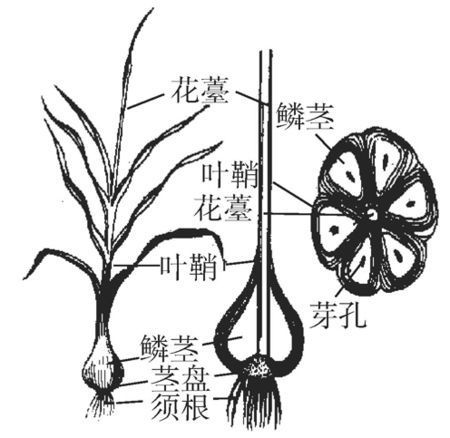 鳞茎植物结构示意图图片