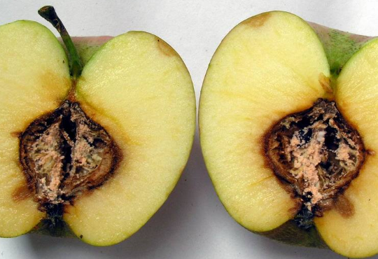 苹果烂心是怎么回事?