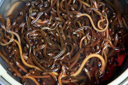 线虫是什么样的?