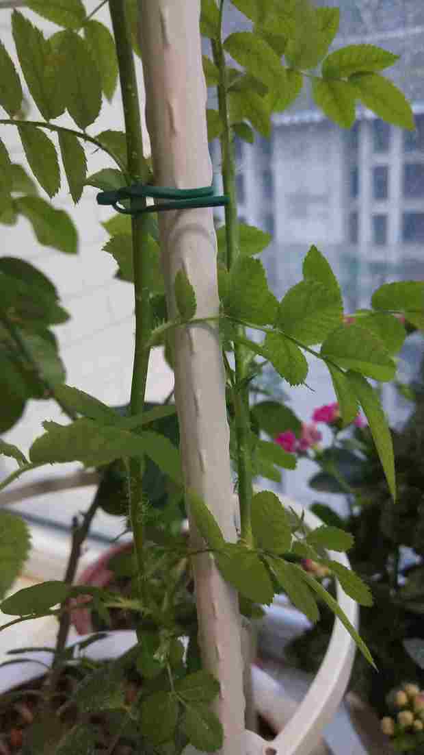 没有刺的月季是什么?