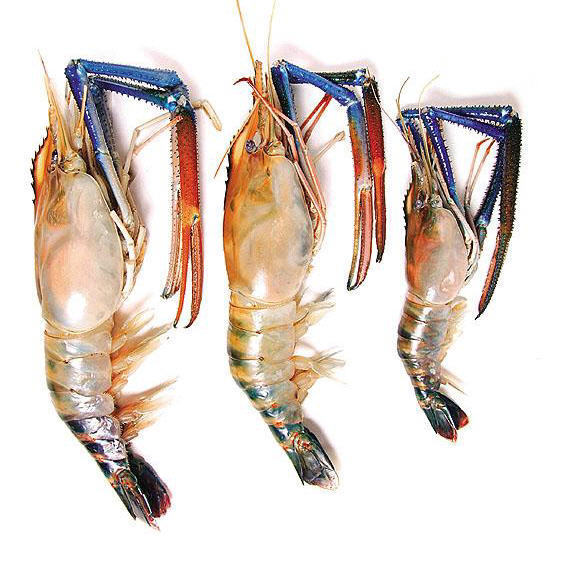 这是什么虾,怎么吃?