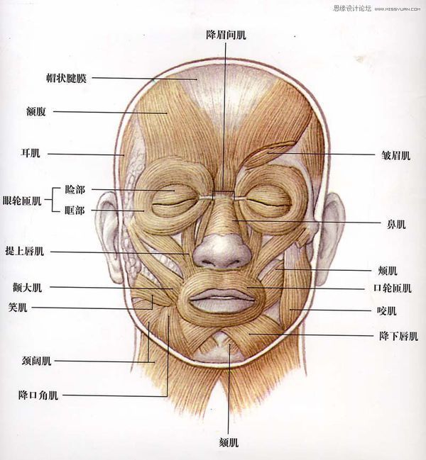 誰有美術人體面部結構圖?帶有標註名稱的高清圖?