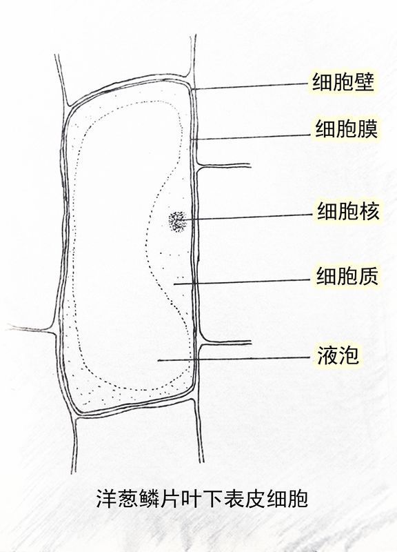 生物画图题 分别画出洋葱表其细胞和口腔上皮细胞并标出名称(6分作图