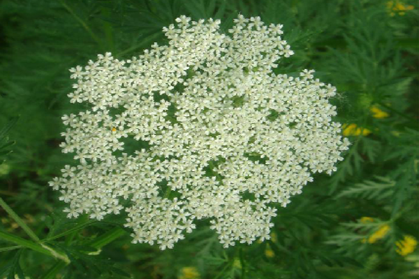 北防风与水防风的区别