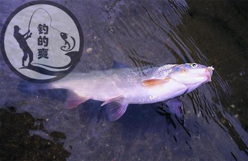 钓鲫鱼用什么食最好?