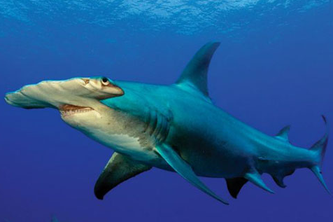锤头鲨真实图片