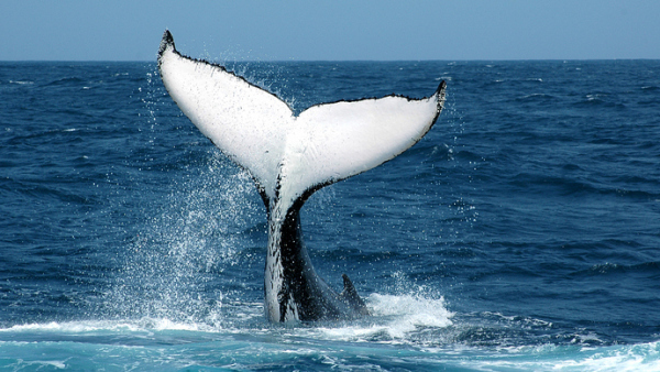 一直正常的鲸鱼能活多少年呢?
