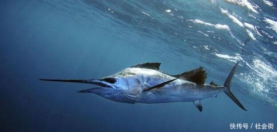 幼崽和成年不一样