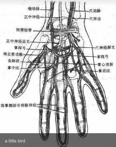 请问右手大动脉在哪里?最好具体一些,谢谢