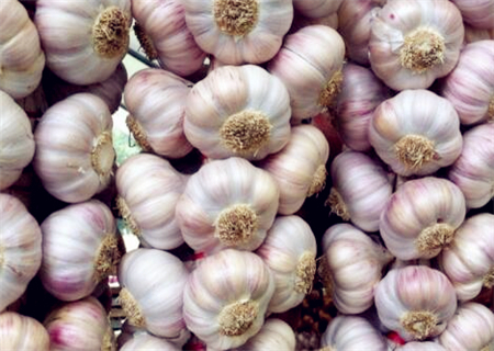 l8年的大蒜价格怎样