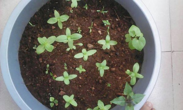 我的百日草长得怎样?听说百日草很容易徒长。