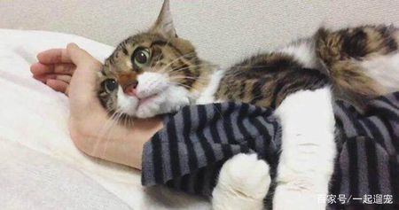 猫咪轻咬主人啥意思,如何防止猫咪咬人?