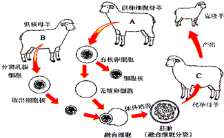 如图是克隆羊多莉的身世图,据图填空:(1)发育成小羊多莉的细胞的细胞