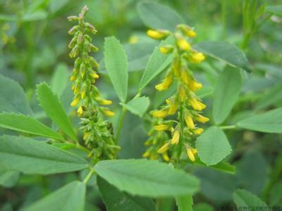 melilotus草木樨属 别名:墨里老笃,金花草,黄甜车轴草,草木樨,辟汗草