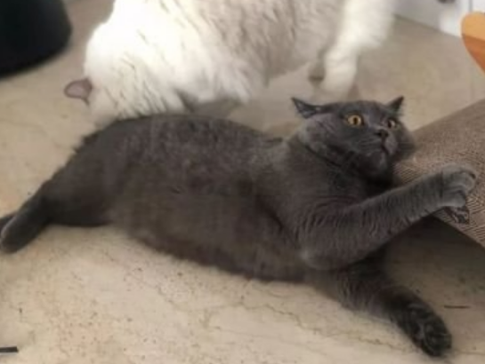 家里进猫是吉还是凶?家里进猫怎么办?